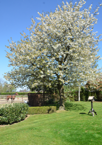 Sonnen-tree Sonnen-tree